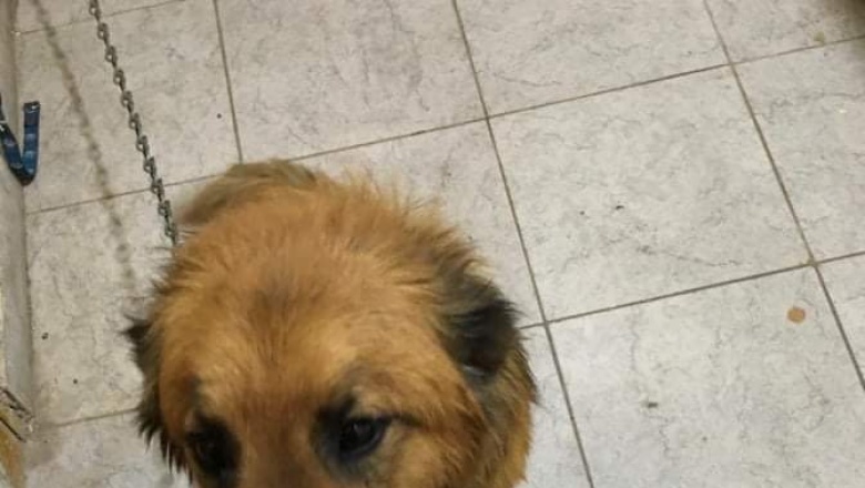 NOTICIA DEL AREA DE ZOONOSIS