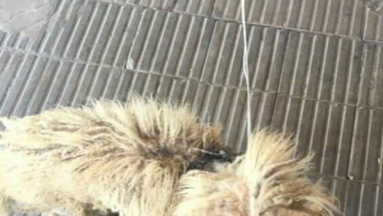 Tratamiento de animales callejeros