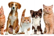 TURNOS PARA CASTRACIÓN DE MASCOTAS