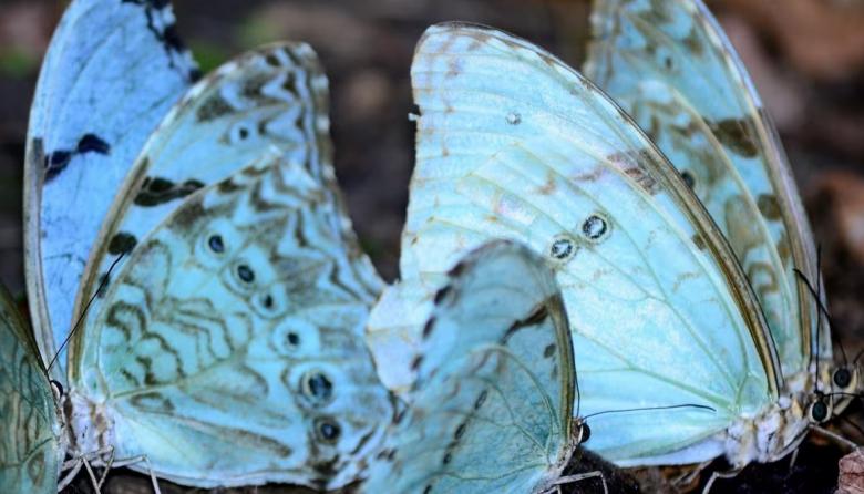 Punta Indio se prepara para la 1° Fiesta Provincial de la Mariposa Bandera Argentina