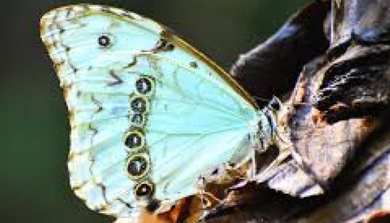 Punta Indio cerró la Primera Fiesta Provincial de la Mariposa Bandera Argentina