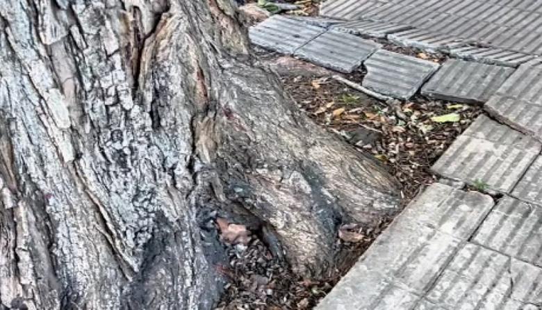 Magdalena avanza con tareas de recambio y mejora del arbolado en espacios públicos