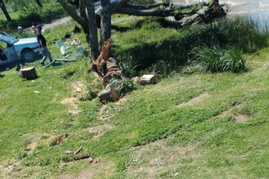 Vandalismo en el balneario: destruyen árboles y plantas en un espacio que es de todos