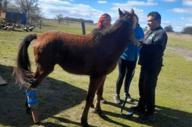 Pampero, el caballo que volvió a caminar con una prótesis y ahora se recupera en Magdalena