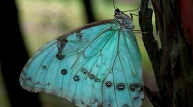 Punta Indio será sede de la 11° Fiesta de la Mariposa Bandera Argentina