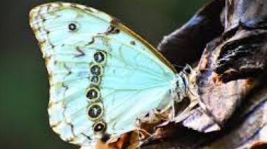 Punta Indio cerró la Primera Fiesta Provincial de la Mariposa Bandera Argentina