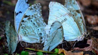 Punta Indio inició la 11° Fiesta Provincial de la Mariposa Bandera Argentina