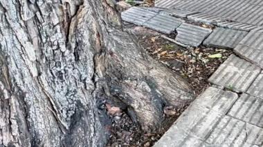 Magdalena avanza con tareas de recambio y mejora del arbolado en espacios públicos