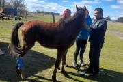 Pampero, el caballo que volvió a caminar con una prótesis y ahora se recupera en Magdalena