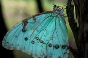 Punta Indio será sede de la 11° Fiesta de la Mariposa Bandera Argentina